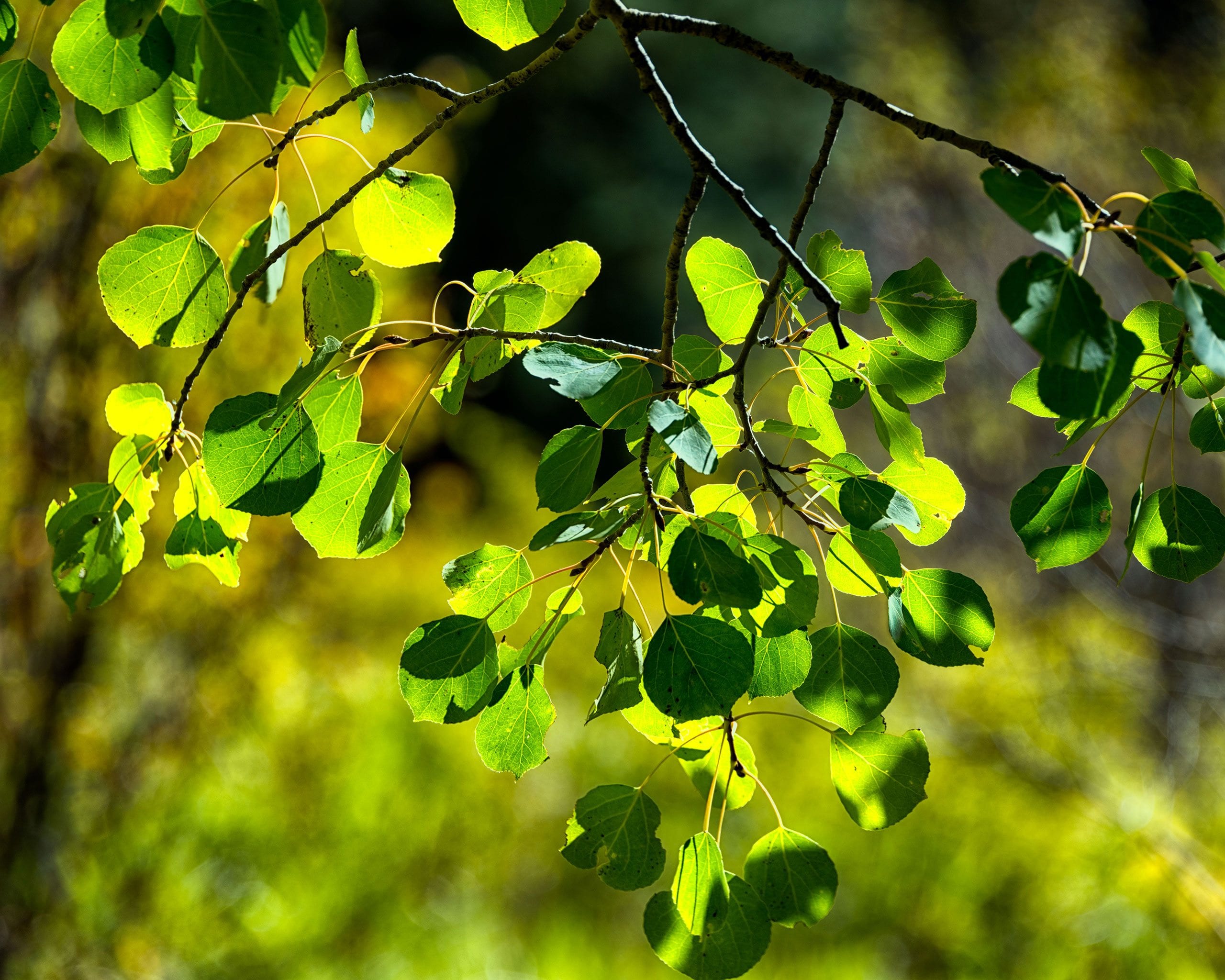 Fine Art Photography - The Roadside Gallery, Carbondale, CO
