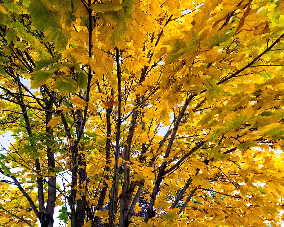Yellow Leaves - Roadside Gallery
